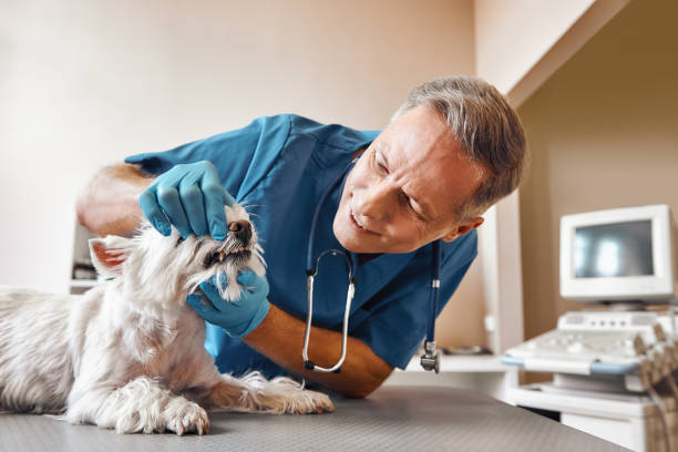 Best Emergency Dental Care for Abscessed Tooth in Kenmore, WA